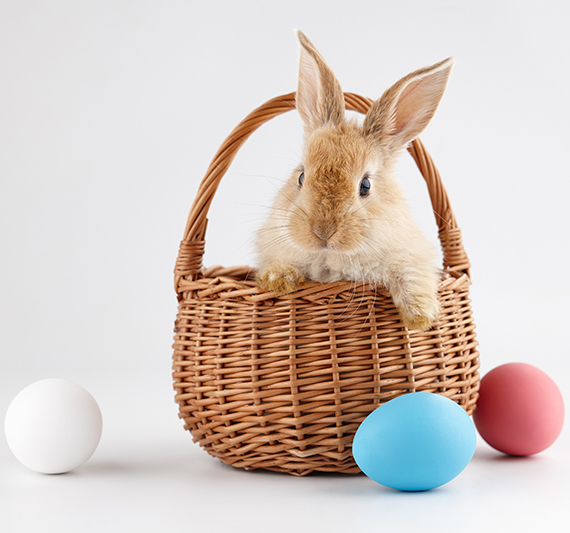 Ginger Easter bunny rabbit in basket with colorful eggs, holiday concept